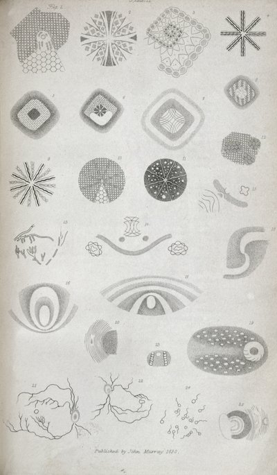 1830年の王立研究所のジャーナルに掲載された「視覚生理学の貢献No. I」からのプレートII 作： Jan Purkinje